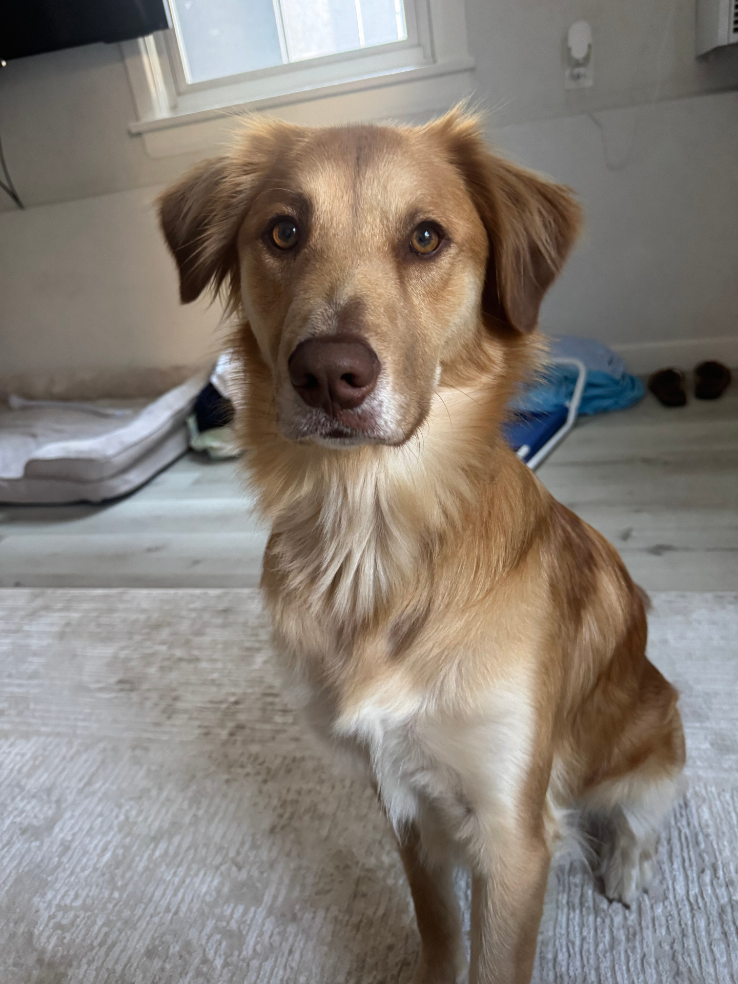 Photo of Kipper, VICE PRESIDENT OF TOYS - Sonomos office pet