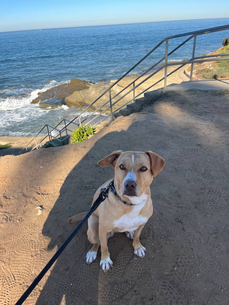 Photo of Sachi, DIRECTOR OF TREATS - Sonomos office pet